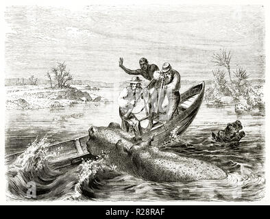 Scène de chasse à l'hippopotame vieux fleuve Zambèze. Par Janet-Lange après Baldwin, publ. sur le Tour du Monde, Paris, 1863 Banque D'Images