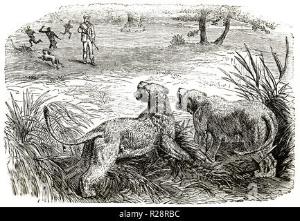 Vieille illustration d'Hunter et les lions en Afrique. Par auteur non identifié, publ. sur le Tour du Monde, Paris, 1863 Banque D'Images