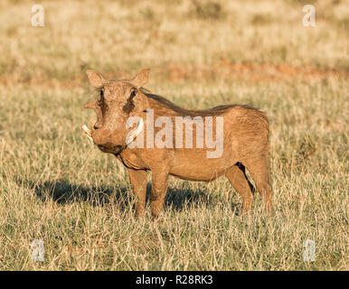 Portrait d'un phacochère dans le sud de la savane africaine Banque D'Images