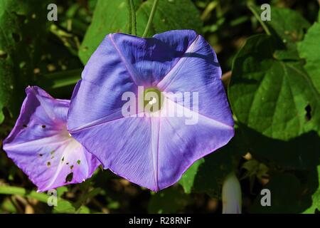 Morning Glory, Ipomoea tricolor, Convolvulaceae, Mission Beach Rainforest, Wet Tropics, Queensland, Australie Banque D'Images