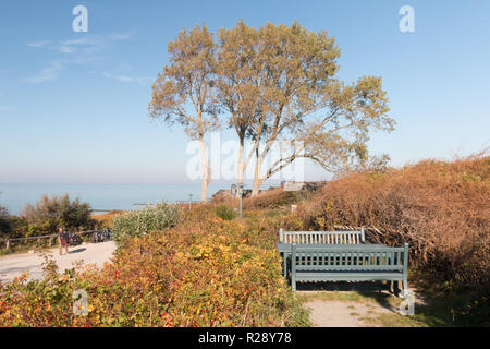 Tauber, Allemagne - 12 octobre 2018 : Avis d'un arbre et la plage d'Ahrenshoop, Allemagne. Banque D'Images