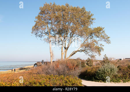 Tauber, Allemagne - 12 octobre 2018 : Avis d'un arbre et la plage d'Ahrenshoop, Allemagne. Banque D'Images