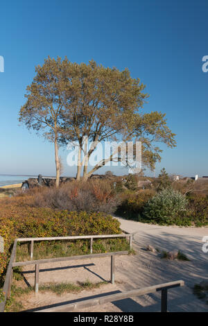 Tauber, Allemagne - 12 octobre 2018 : Avis d'un arbre et la plage d'Ahrenshoop, Allemagne. Banque D'Images