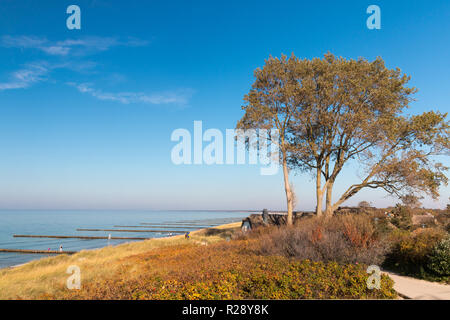 Tauber, Allemagne - 12 octobre 2018 : Avis d'un arbre et la plage d'Ahrenshoop, Allemagne. Banque D'Images