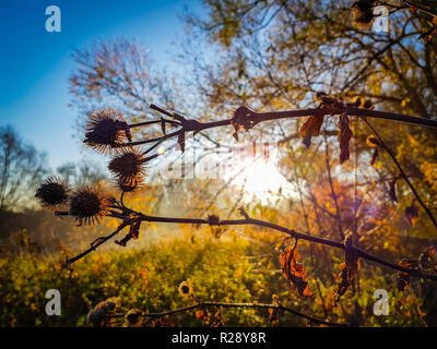 Près de fleurs séchées au lever du soleil, avant un fond coloré Banque D'Images