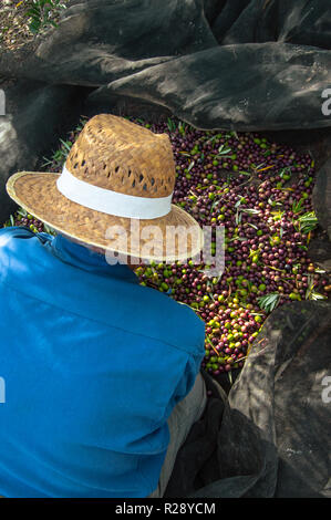 Agriculteur avec chapeau de paille et des vêtements de travail recueillir les olives dans le domaine. L'homme cueillir les olives de manière traditionnelle en Andalousie, Espagne au cours d'une journée ensoleillée. Banque D'Images