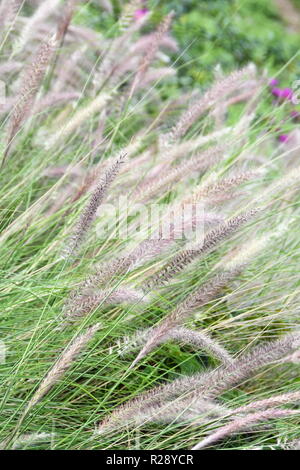 Fountaingrass Pennisetum setaceum pourpre plante invasive Banque D'Images