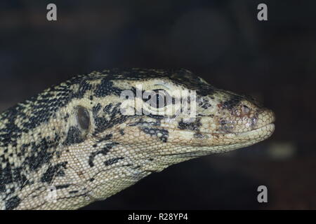 Varanus salvator (Moniteur) de l'eau d'Asie Banque D'Images