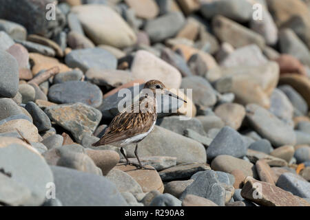 Le Bécasseau variable (Calidris alpina) sur une plage de galets à Gwbert, Cardigan, l'ouest du pays de Galles, Royaume-Uni Banque D'Images