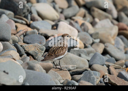 Le Bécasseau variable (Calidris alpina) sur une plage de galets à Gwbert, Cardigan, l'ouest du pays de Galles, Royaume-Uni Banque D'Images