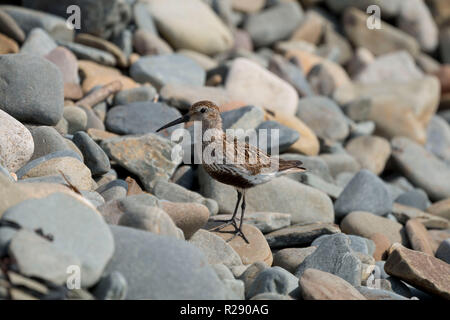 Le Bécasseau variable (Calidris alpina) sur une plage de galets à Gwbert, Cardigan, l'ouest du pays de Galles, Royaume-Uni Banque D'Images