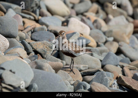 Le Bécasseau variable (Calidris alpina) sur une plage de galets à Gwbert, Cardigan, l'ouest du pays de Galles, Royaume-Uni Banque D'Images