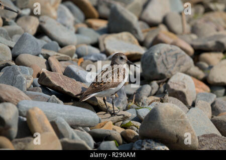 Le Bécasseau variable (Calidris alpina) sur une plage de galets à Gwbert, Cardigan, l'ouest du pays de Galles, Royaume-Uni Banque D'Images