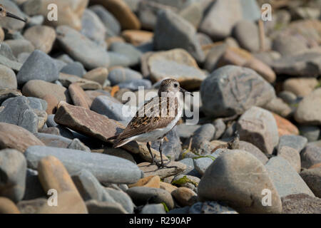 Le Bécasseau variable (Calidris alpina) sur une plage de galets à Gwbert, Cardigan, l'ouest du pays de Galles, Royaume-Uni Banque D'Images