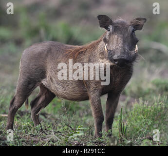 Un phacochère (Phacochoerus africanus) a l'air alerte. Le Parc national Queen Elizabeth, en Ouganda. Banque D'Images