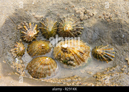 Un groupe de coquilles de patelles accroché à un rocher sur une plage dans la vallée de Glamorgan, Pays de Galles, Royaume-Uni Banque D'Images