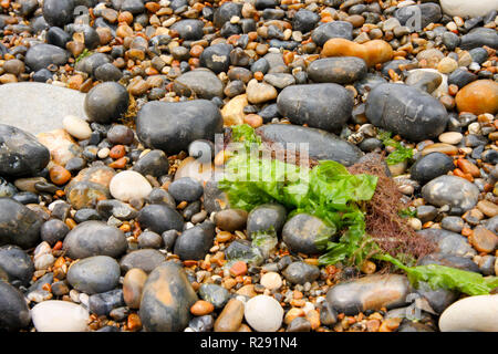 Algues colorées échoué sur une plage à marée basse à l'ouest du pays de Galles UK Banque D'Images