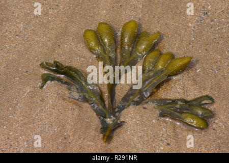 Algues colorées échoué sur une plage à marée basse à l'ouest du pays de Galles UK Banque D'Images