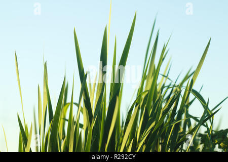 Brins d'herbe contre le ciel bleu