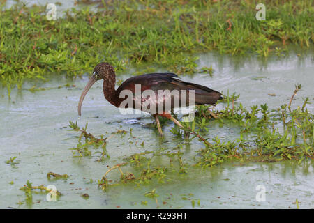 (Hadeda Ibis hagedash) debout dans un marais au Parc national Amboseli, Kenya, comté de Kajiado. Banque D'Images