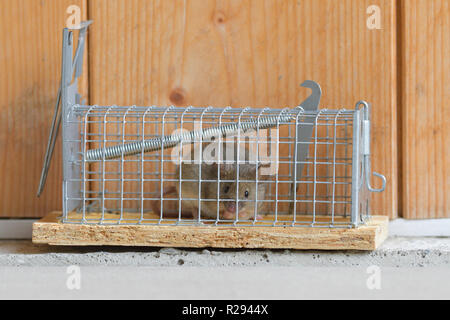 Souris domestique (Mus musculus), adulte, avec du fromage dans un piège, Tyrol, Autriche Banque D'Images