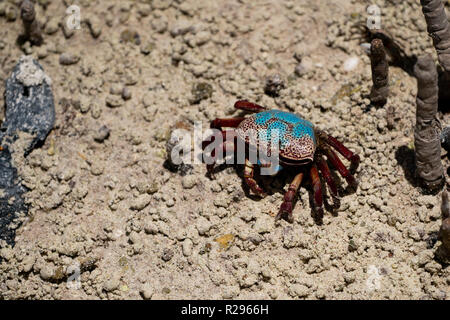 Fiddler Crab (UCA) tetragonon sans griffes pleinement développée, l'île Curieuse, Seychelles Banque D'Images