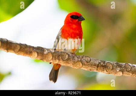 Fody commun. Homme politique, ou red fody (Foudia madagascariensis) sur une branche. Photographié sur Bird Island, Seychelles Banque D'Images