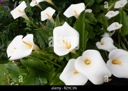 Lys d'Arum ou de Calla. Zantedeschias blanc exotique avec de grandes fleurs cannelées et un feuillage luxuriant et brillant. Banque D'Images