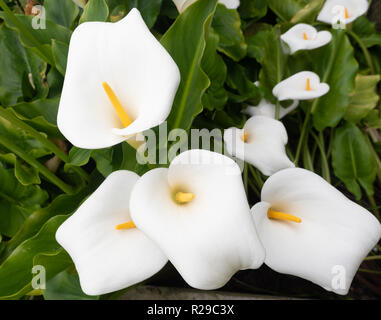 Nénuphars. Calla Lily. Zantedeschias blanc exotique avec de grandes fleurs cannelées qui se tiennent au-dessus des touffes de feuillage luxuriant et brillant Banque D'Images