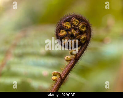 Unravelling fronde de fougère en gros plan de la forêt, le symbole de la Nouvelle-Zélande Banque D'Images