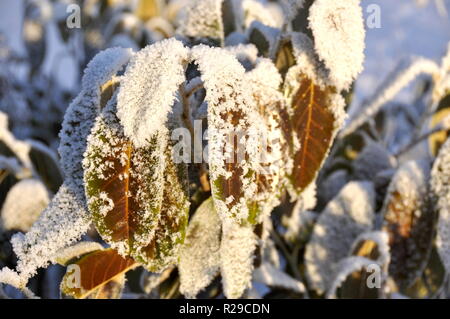 Rhododendron arbuste avec des feuilles couvertes de neige Banque D'Images