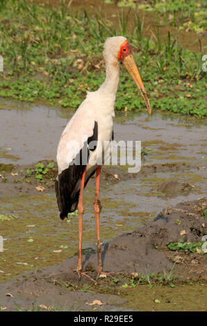 Zambie : stork à South Luanga National Park Banque D'Images