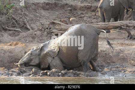 Zambie : Les éléphants met de la boue sur sa peau pour une protection à la rivière Zambèze inférieur Banque D'Images