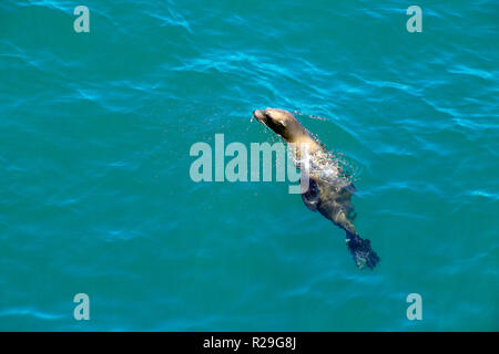 Un lion de mer de Californie (Zalophus californianus) est vu sautant hors de l'eau (appelé 'marsouinage'), sans doute pour accélérer sa natation dans les eaux claires de l'océan Pacifique près de la rive à Newport Beach en Californie du Sud, aux États-Unis. Les lions de mer sont connus pour leur intelligence, de l'enjouement, et bruyant d'aboyer. Ces membres de la famille ou d'otaries ont joint la marche de l'oreille externe et de grandes palmes qu'ils utilisent pour nager dans l'eau et à 'à pied' sur terre. Ce qu'on appelle des phoques dressés dans les zoos et aquariums sont habituellement des otaries de Californie. Banque D'Images