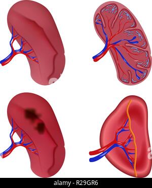 La rate anatomie laitance icons set. Realidtic 4 illustration de la rate anatomie de laitance vector icons for web Illustration de Vecteur