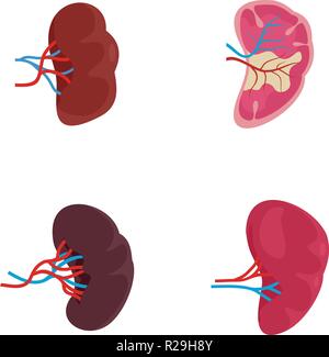 La rate anatomie laitance icons set. Télévision illustration de la rate 4 anatomie de laitance vector icons isolated on white Illustration de Vecteur