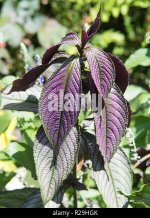 Gros plan des feuilles pourpres du strobilanthes dyeriana plante sur une journée ensoleillée dans un jardin extérieur. Banque D'Images