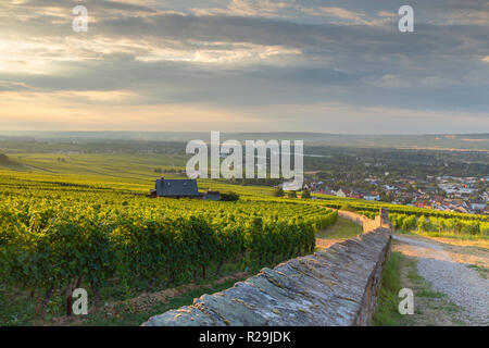 Vignes au lever du soleil, Rudesheim, Rhénanie-Palatinat, Allemagne Banque D'Images