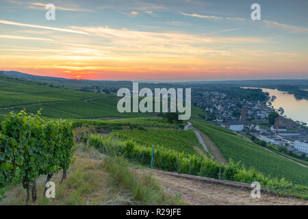 Vignes au lever du soleil, Rudesheim, Rhénanie-Palatinat, Allemagne Banque D'Images