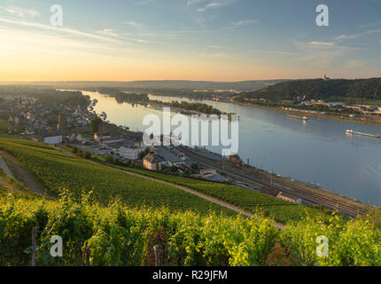 Vignobles et Rhin au lever du soleil, Rudesheim, Rhénanie-Palatinat, Allemagne Banque D'Images