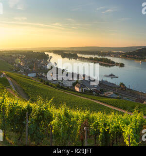 Vignobles et Rhin, Rudesheim, Rhénanie-Palatinat, Allemagne Banque D'Images