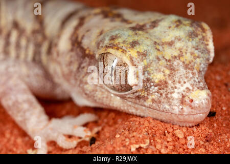 Gecko gecko panthère ou l'Ocelot (Paroedura pictus) Banque D'Images