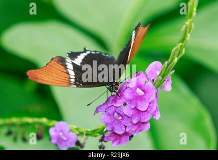 Brown Page papillon (Siproeta epaphus) Banque D'Images