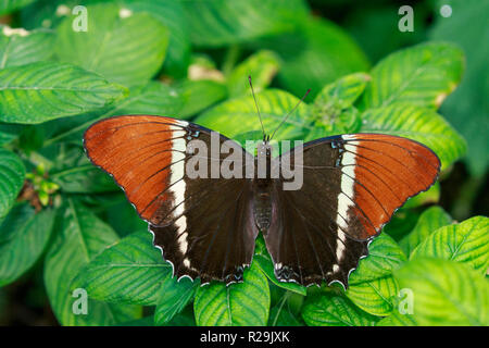 Brown Page papillon (Siproeta epaphus) Banque D'Images