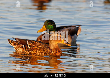 Les hommes et les femmes des canards colverts (Anas platyrhynchos) nager dans la soirée. Banque D'Images