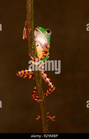 Rayures de tigre grenouille Phyllomedusa tomopterna (lemur) dans stick Banque D'Images