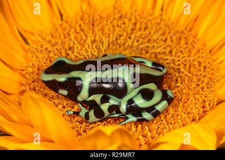 Vert-et-black poison dart frog Banque D'Images