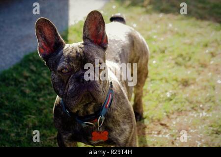 Chiot Bouledogue Français curieux 'Caesar' fixant dans de la distance. Banque D'Images