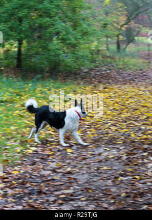 Border Collie noir et blanc avec col rouge en cours d'exécution si des bois d'automne, Herefordshire Queenswood UK Banque D'Images