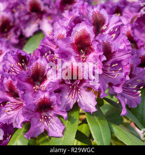 Rhododendron (Rhododendron Hybride Hybride Orakel) Banque D'Images